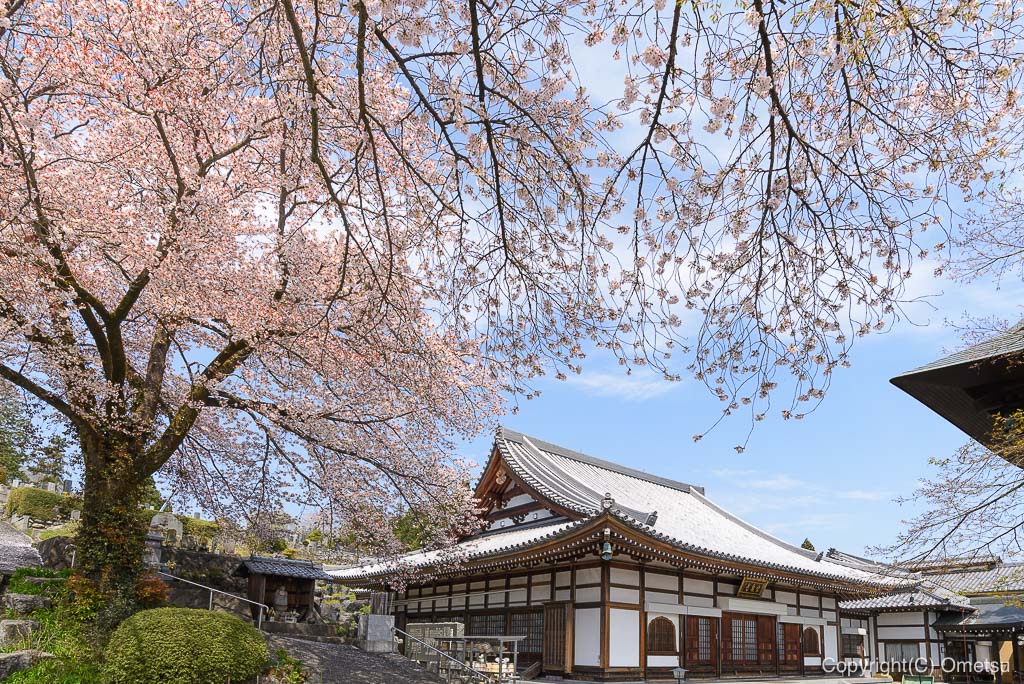 青梅・宗泉寺と桜