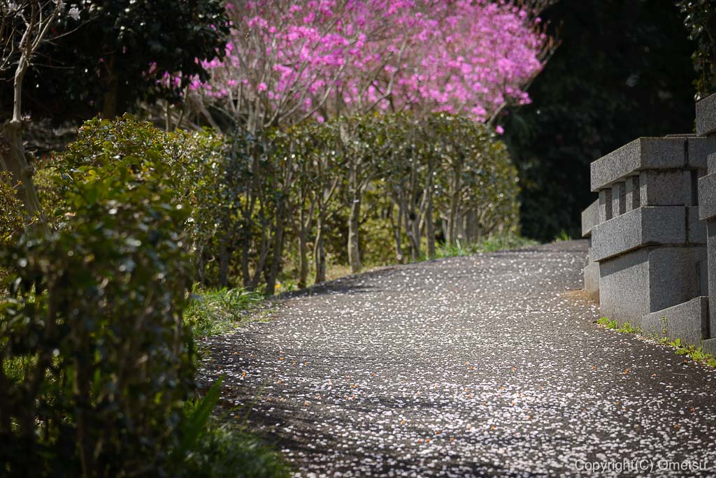 宗泉寺の小路
