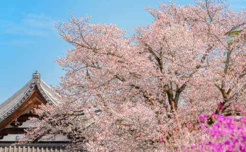 宗泉寺と桜