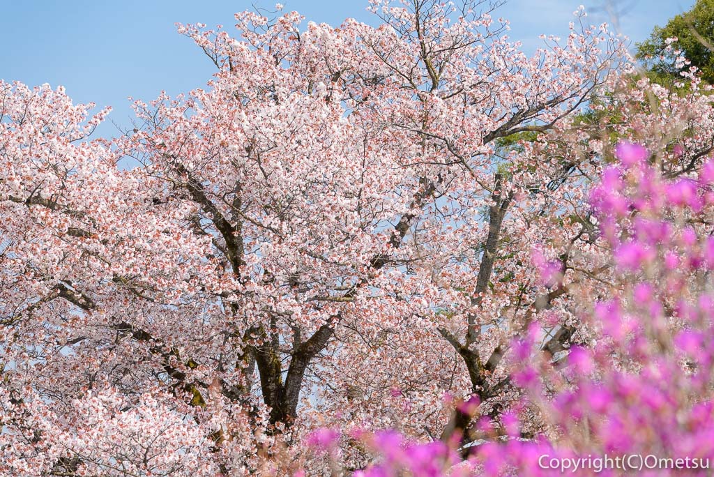 青梅・宗仙寺の桜