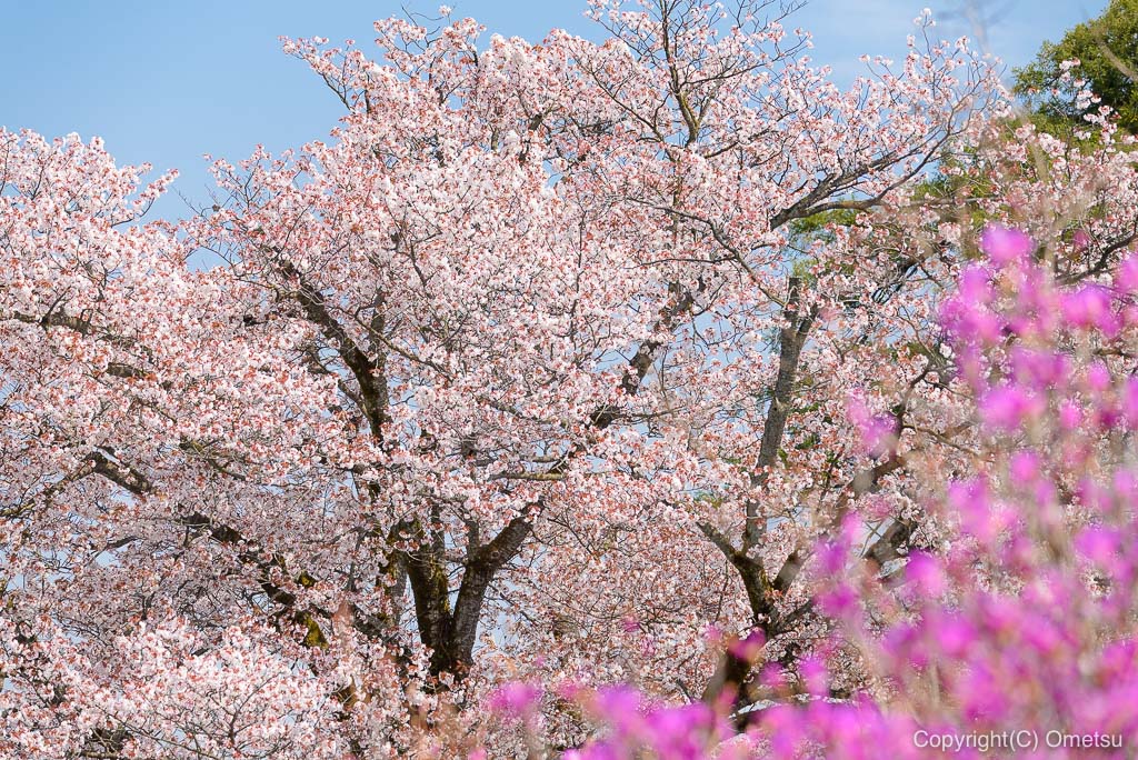 宗泉寺の桜
