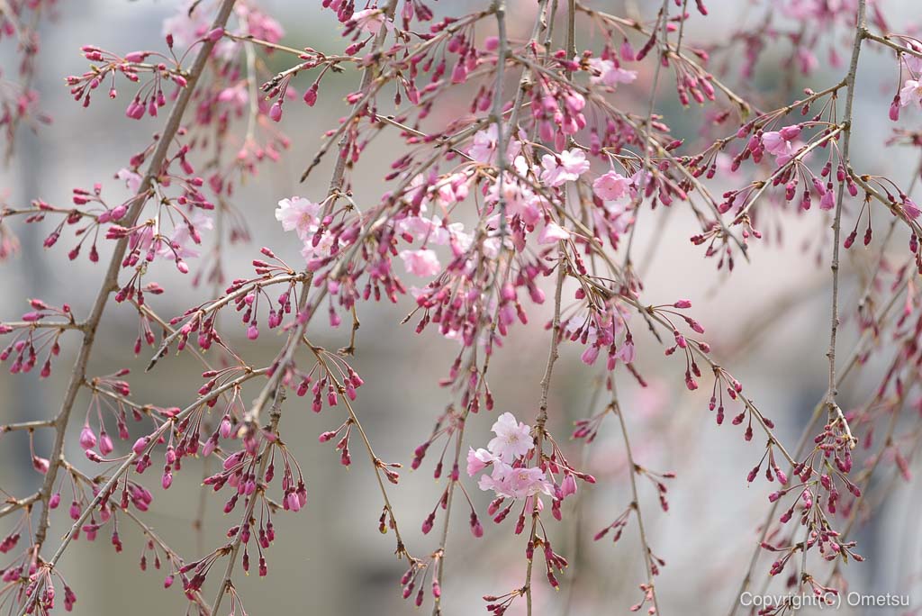 宗泉寺のしだれ桜