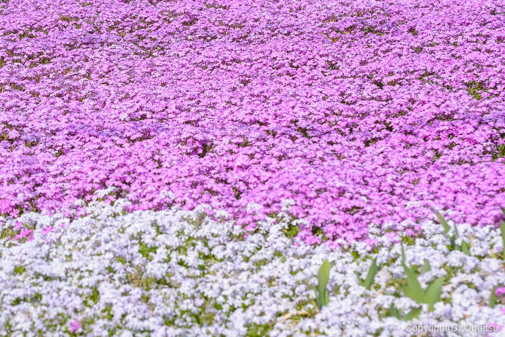 青梅の芝桜