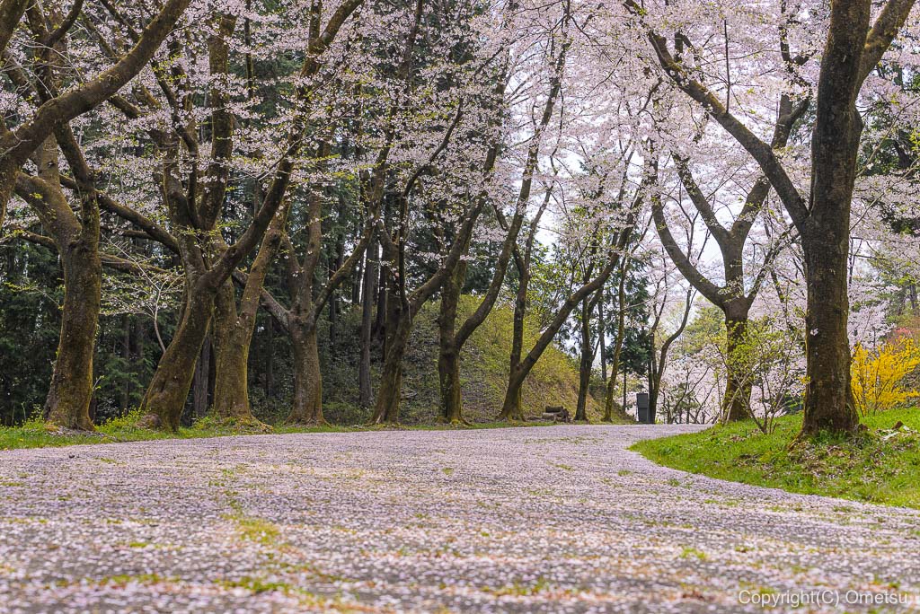 青梅・霞丘陵の桜並木