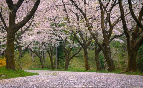 霞丘陵の桜