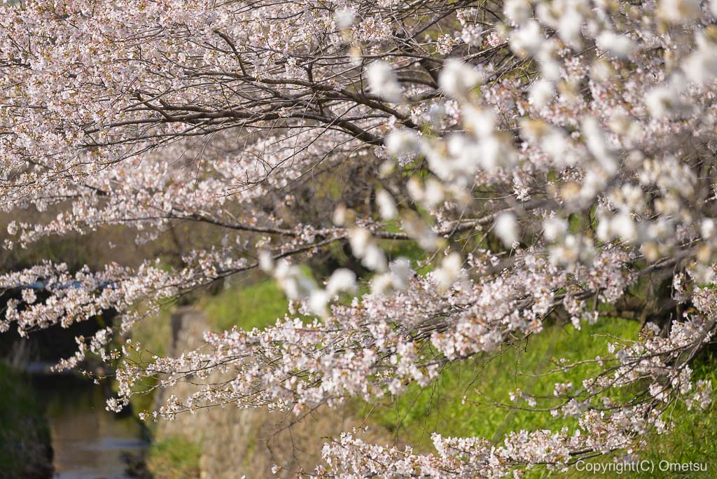 青梅・小曾根の桜