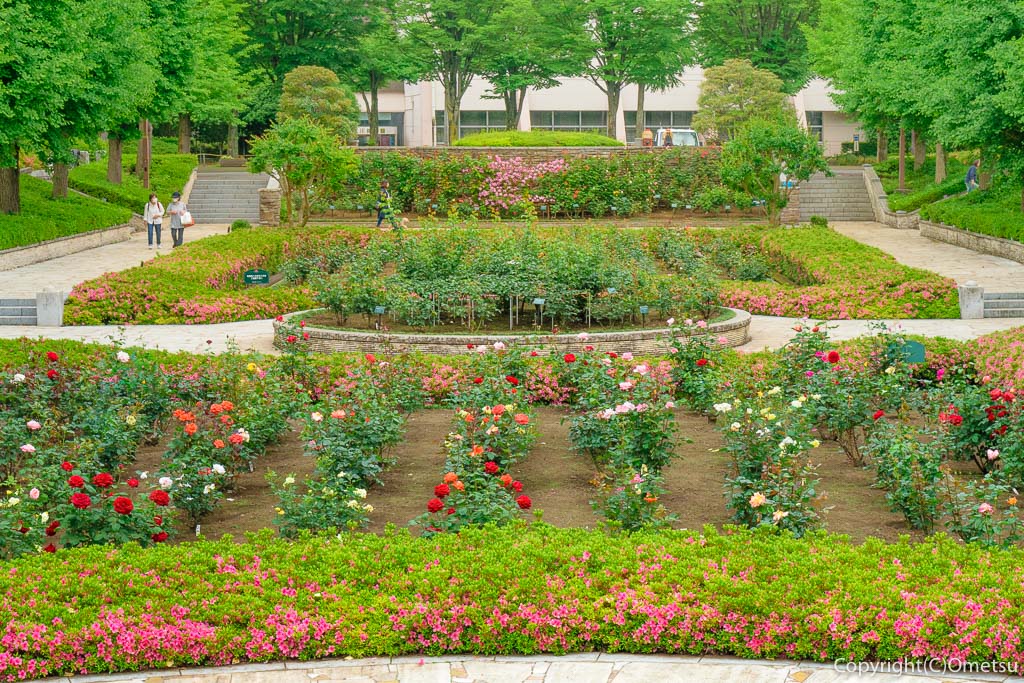 あきる野市、秋留台公園のバラ園