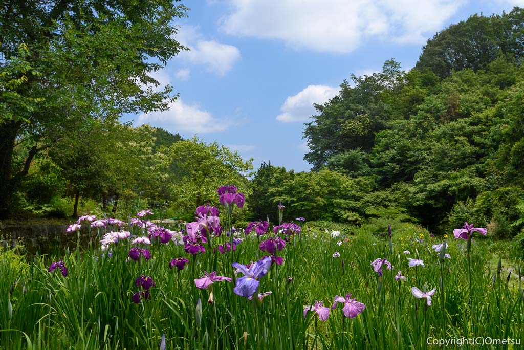 杣保花しょうぶ園
