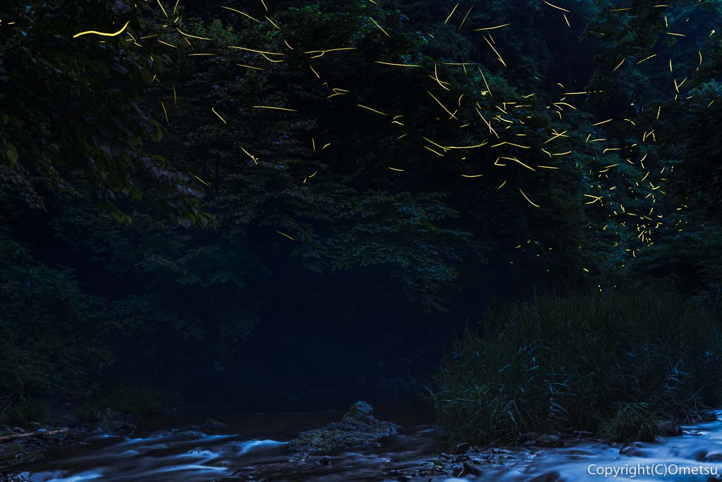 東京 あきる野で 蛍の夜なべ 養沢川の ゲンジボタルを鑑賞 おめ通