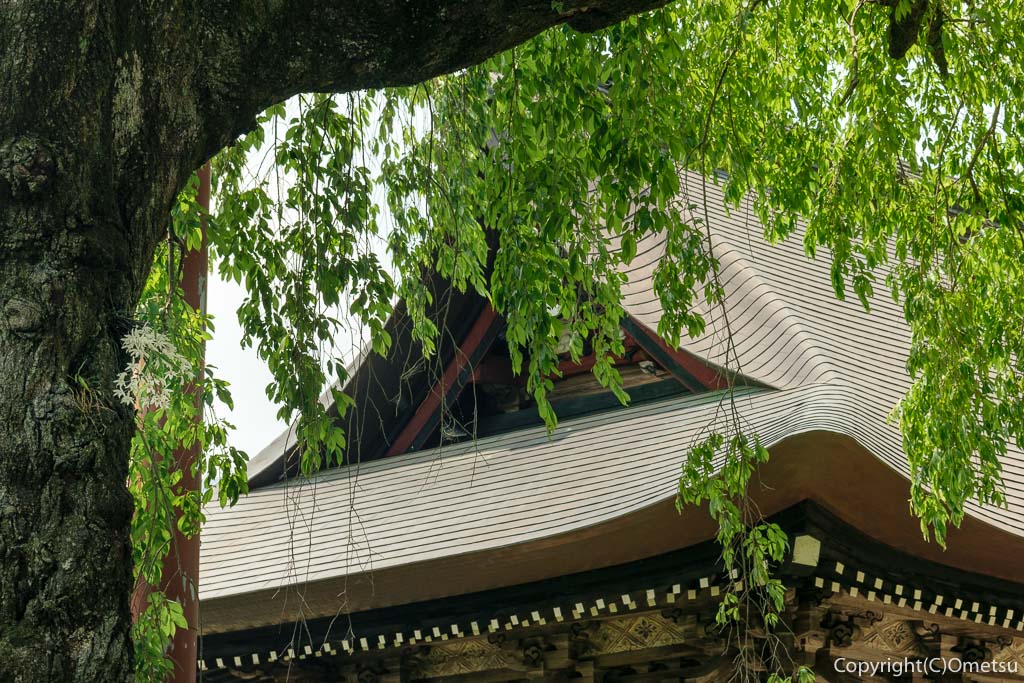 青梅・海禅寺のセッコク