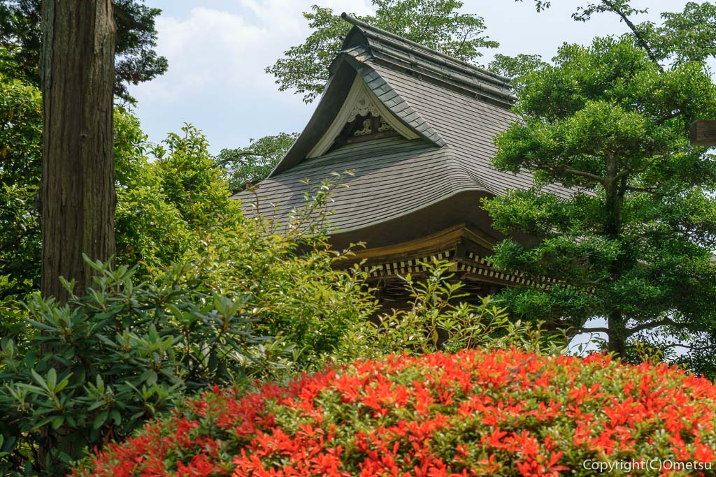 青梅・海禅寺のツツジ