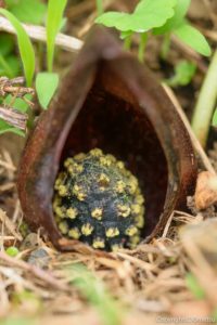 日の出町のヒメザゼンソウ