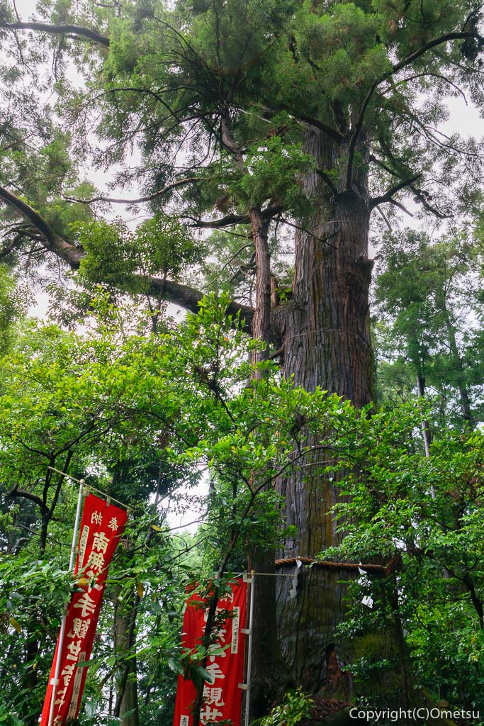 塩船観音の大杉