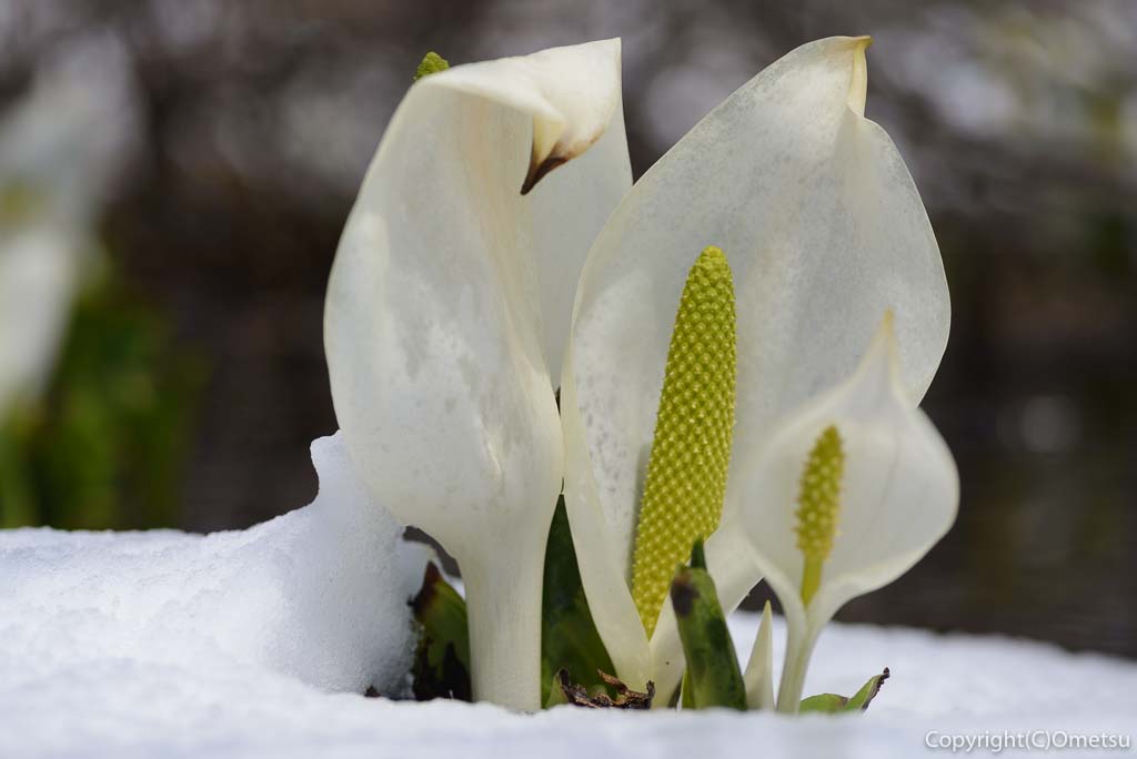 水芭蕉