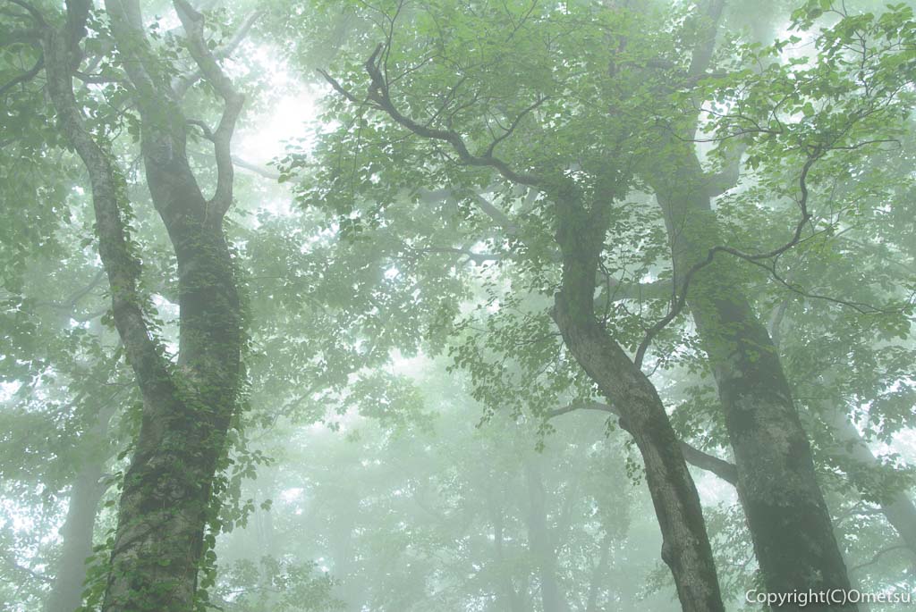 白神山地のブナ林
