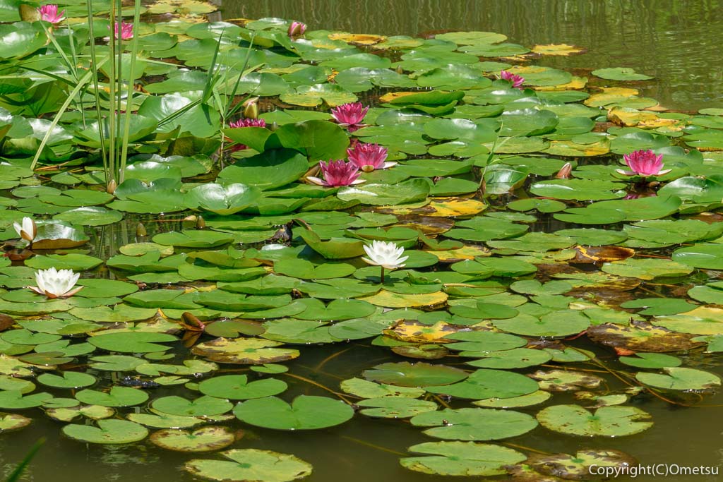 青梅・吹上しょうぶ公園の蓮