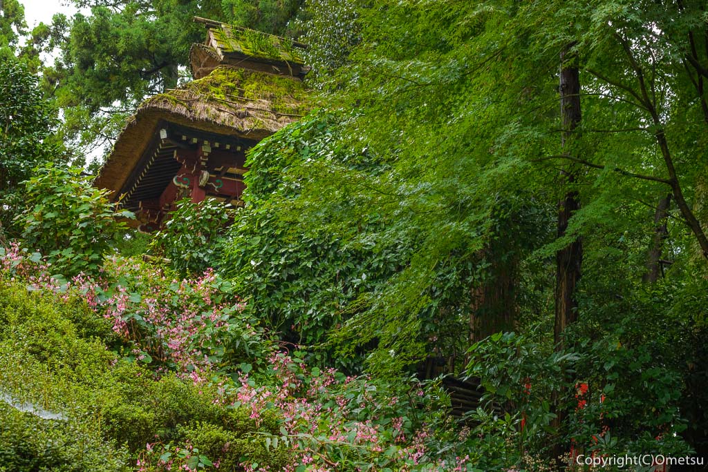 青梅市、塩船観音寺のシュウカイドウ