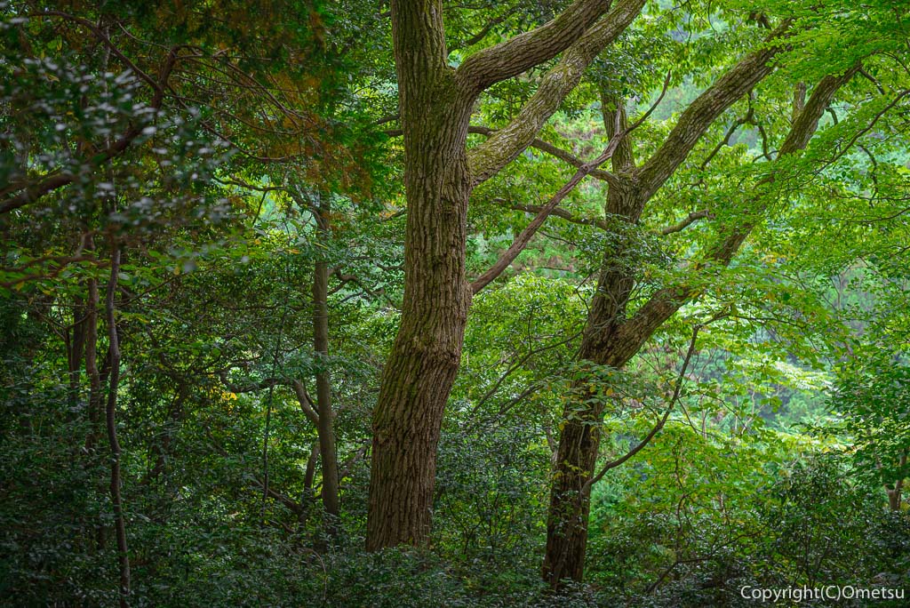 高水三山・表参道の森
