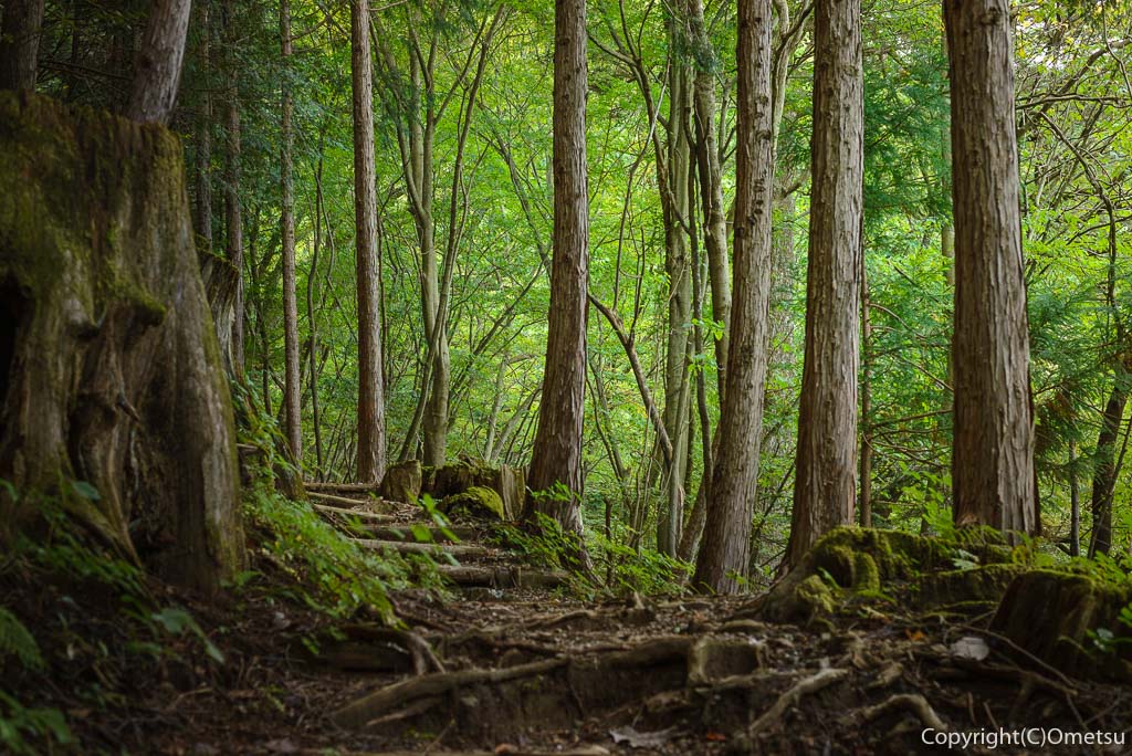 高水三山・表参道の登山道