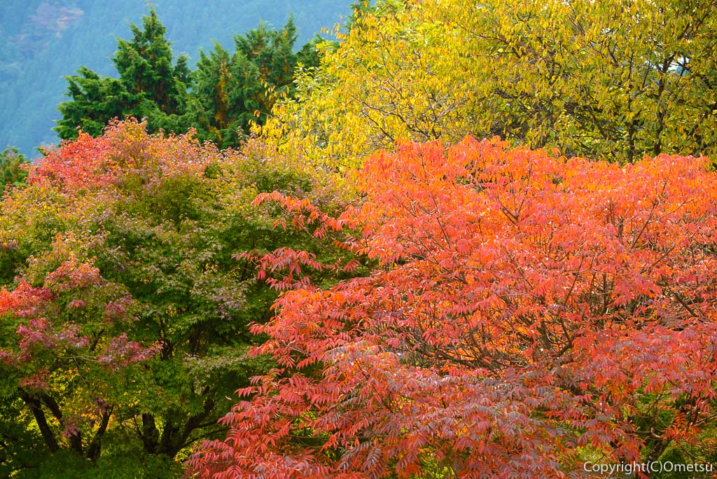 御岳山の紅葉