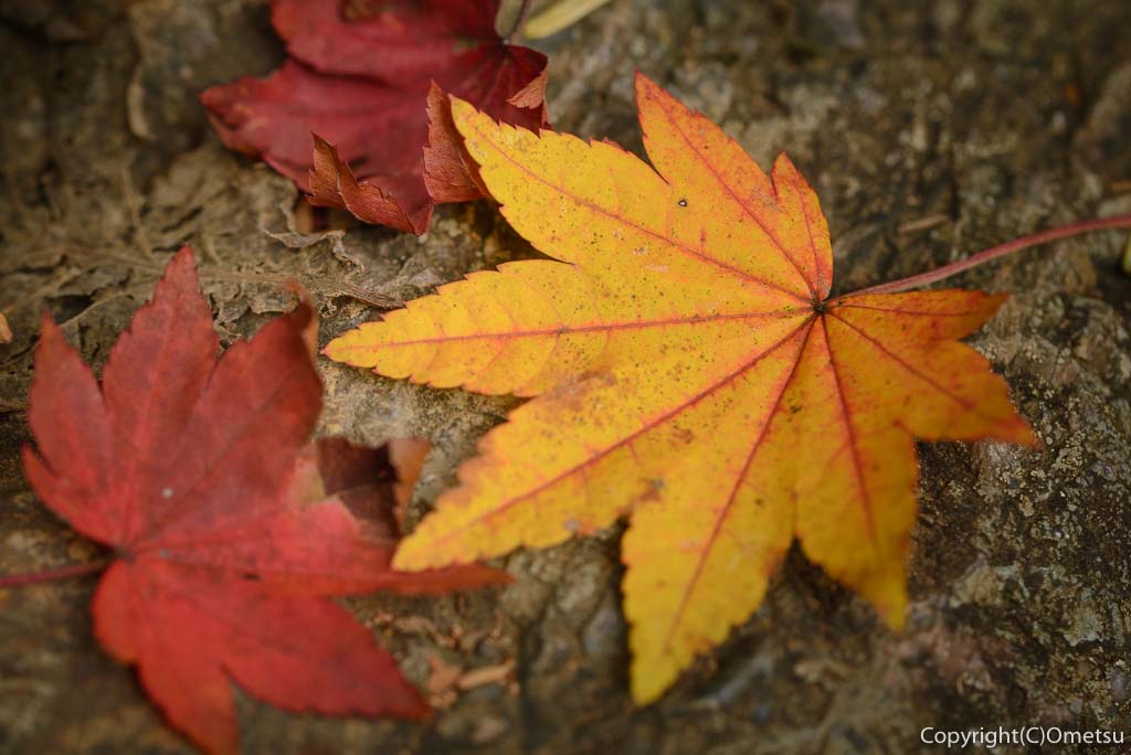 御岳山・奥の院の紅葉