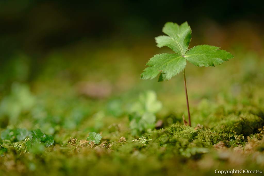 あきる野市・広徳寺の苔庭