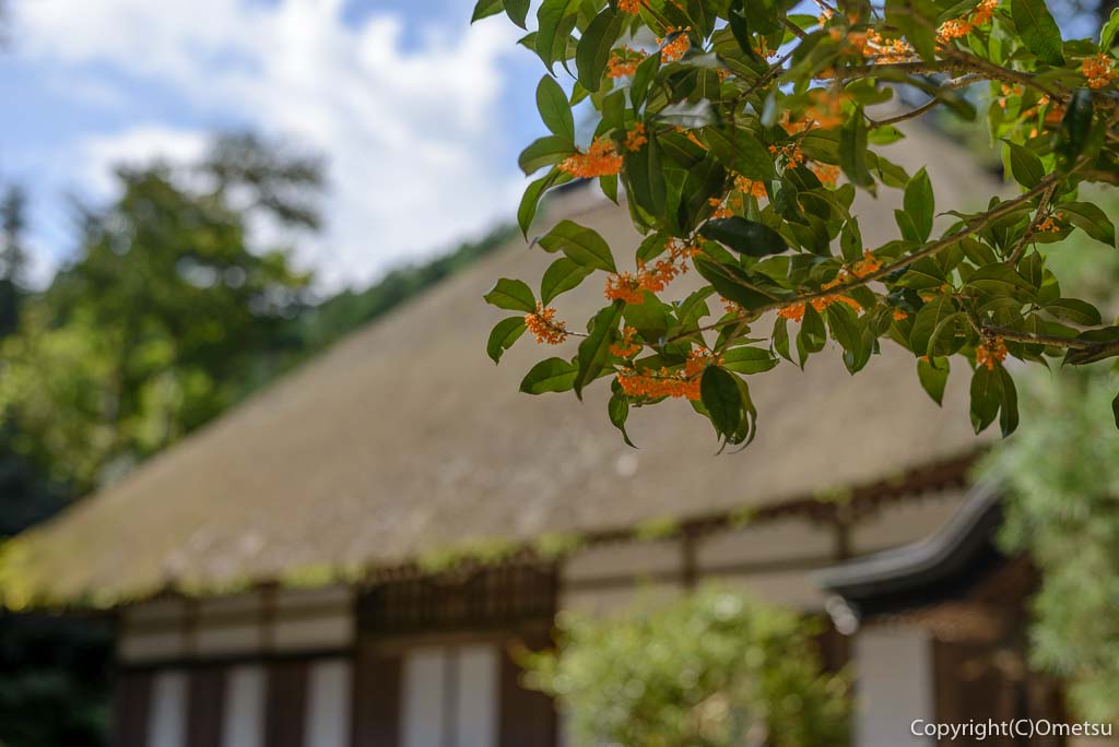 あきる野市・広徳寺のキンモクセイ