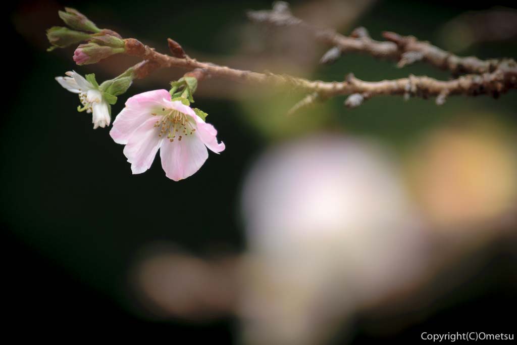 青梅市の新町御嶽神社の秋の、桜