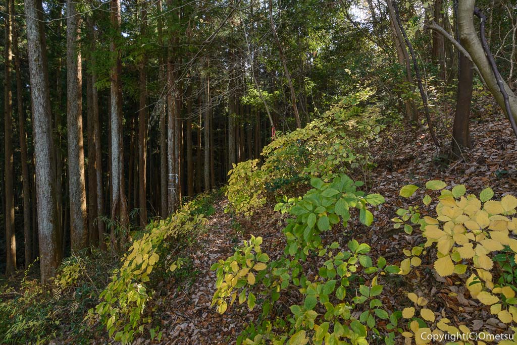 青梅中央アルプス・裏銀座の成木登山道