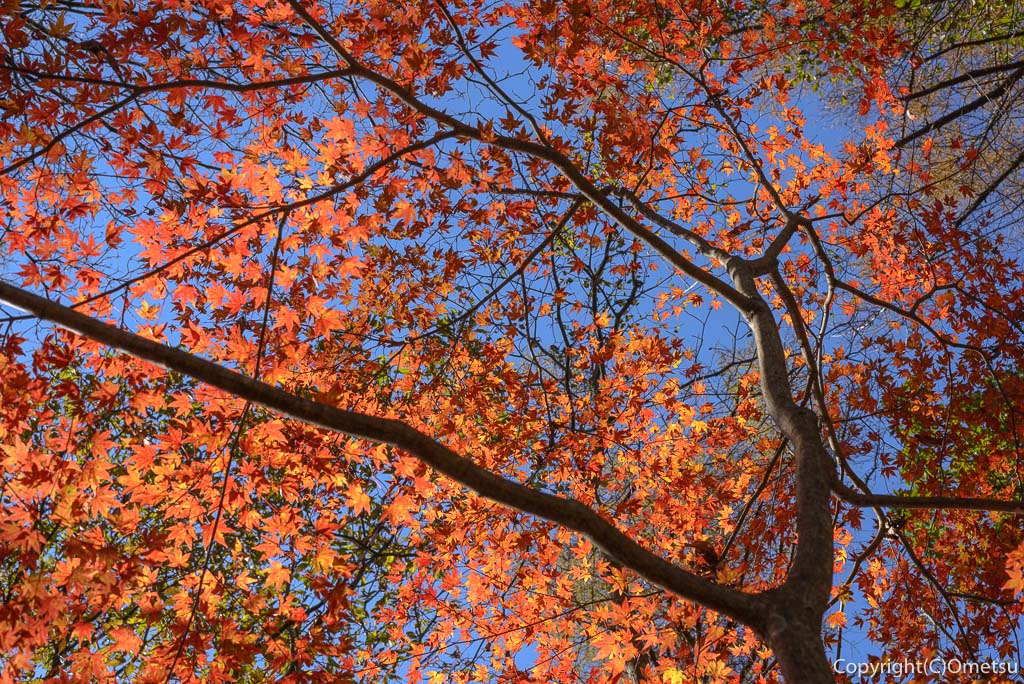 槇寄山の紅葉