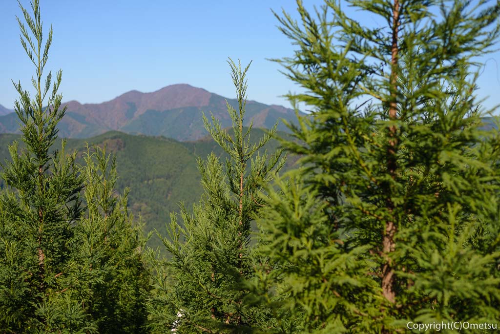 笛吹峠登山道の、若い杉