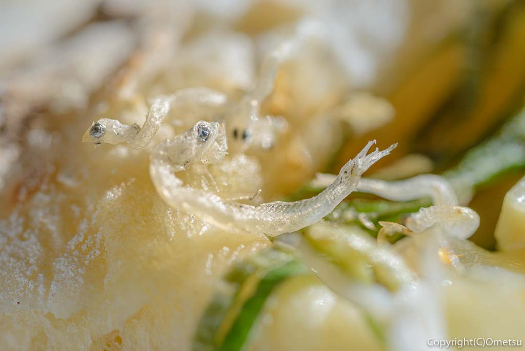 檜原村・笛吹の「たなごころ」のやっこピザのしらす