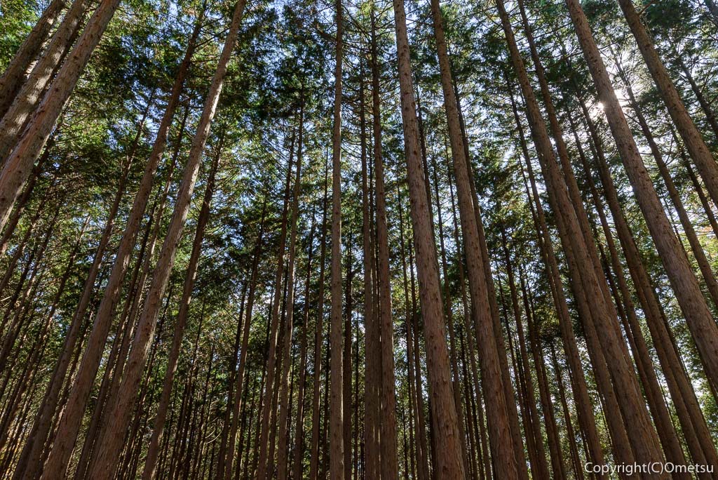 本仁田山・杉ノ尾根の杉林