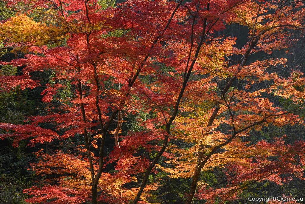 あきる野市・広徳寺の本堂裏の紅葉