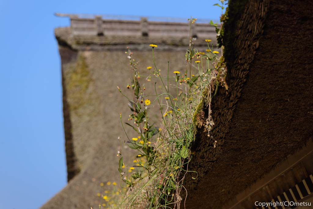 あきる野市・広徳寺の本堂の茅葺きの花
