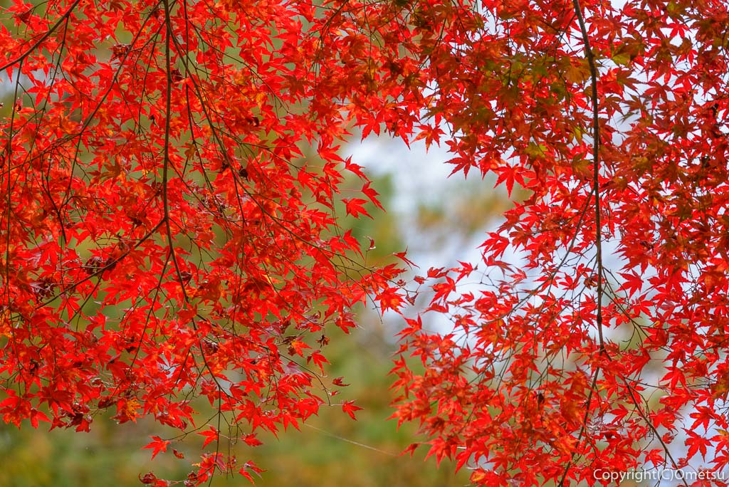 ブリヂストン奥多摩園の紅葉