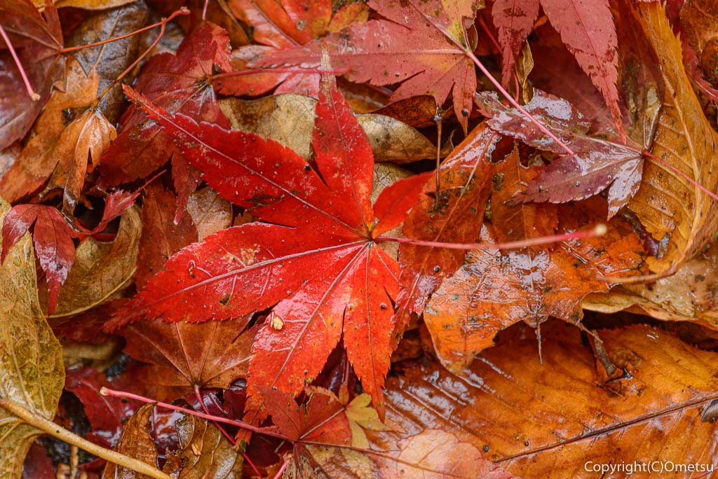 海沢林道の紅葉の落ち葉