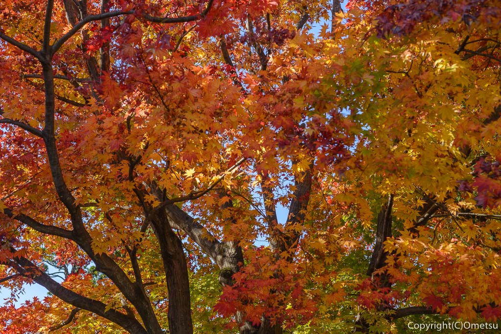 瑞穂町・円福寺の紅葉