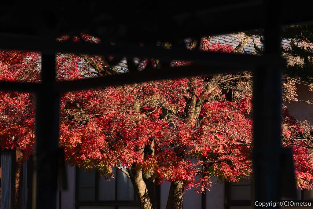 瑞穂町・円福寺の紅葉