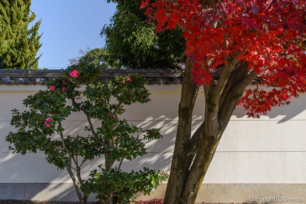瑞穂町・円福寺の紅葉