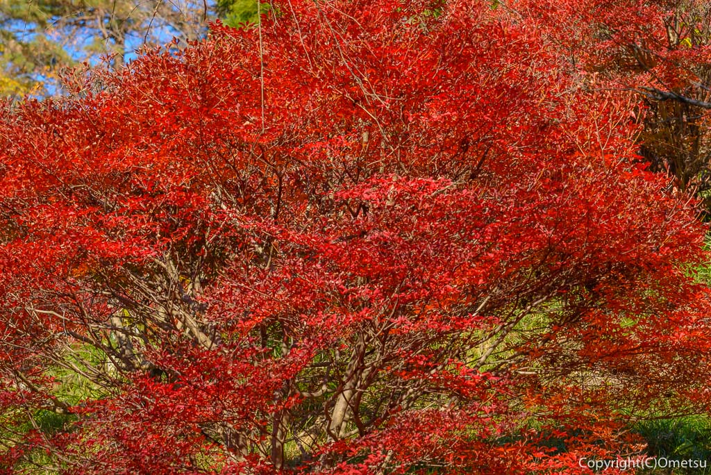 青梅市、永山公園の桜見本園のツツジの紅葉