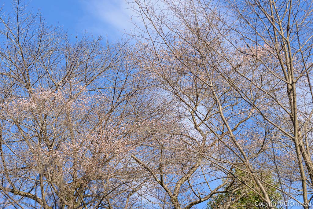 青梅市、永山公園の桜見本園のシキザクラ