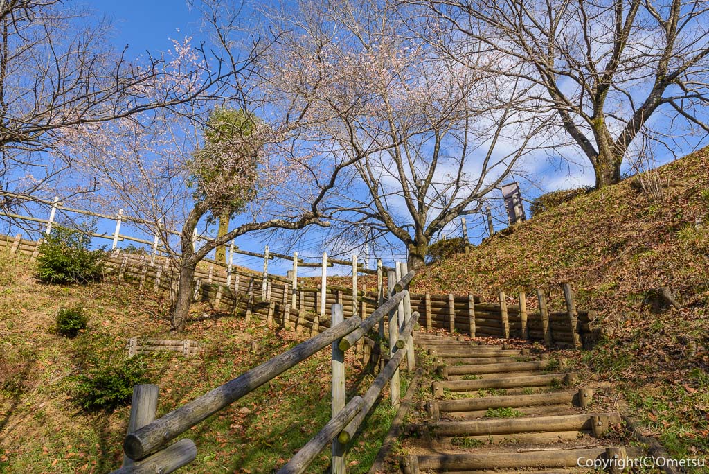 青梅市、永山公園の桜見本園