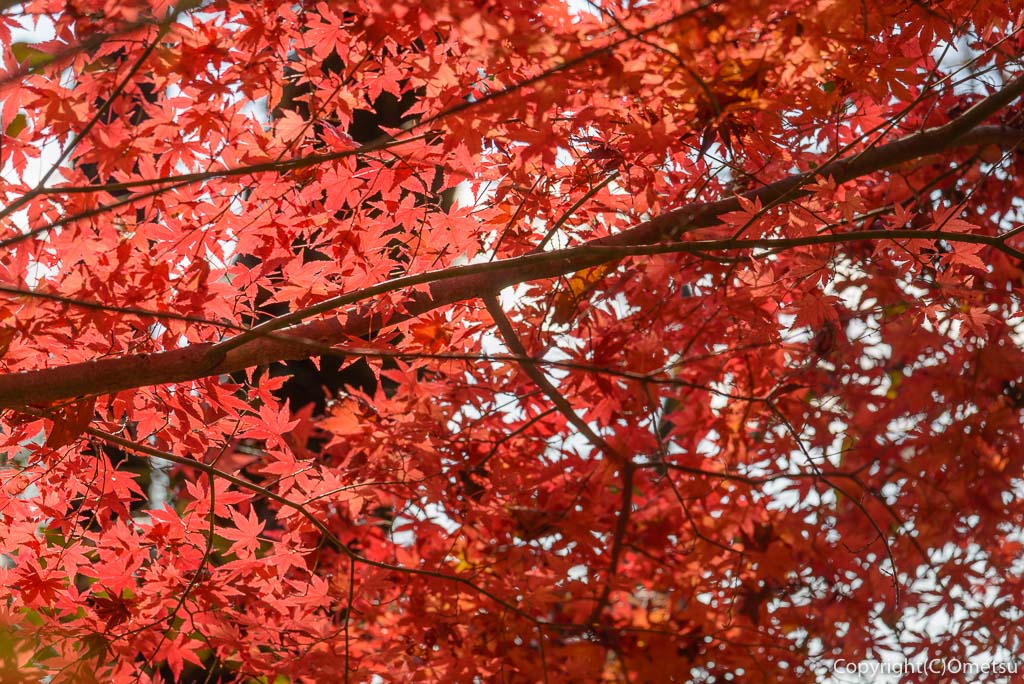 青梅市・永山公園の紅葉