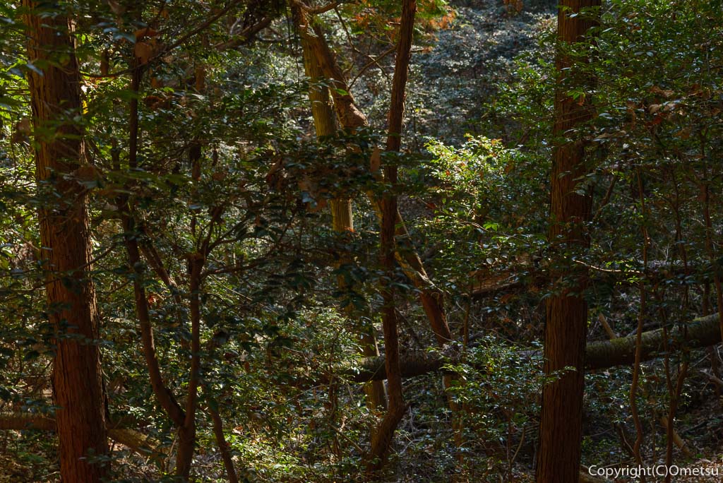 青梅の森の、常緑樹
