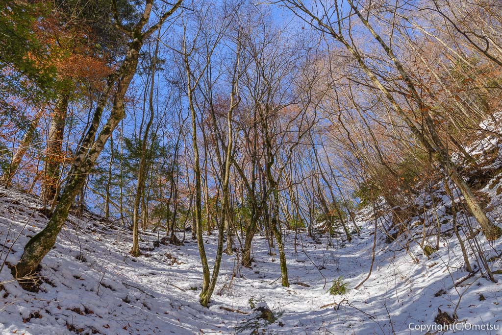 青梅市・御岳山の冬の広葉樹林