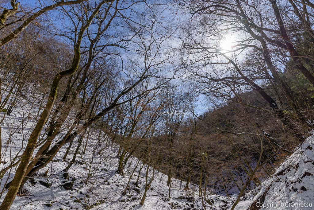 青梅市・御岳山・ロックガーデンの林