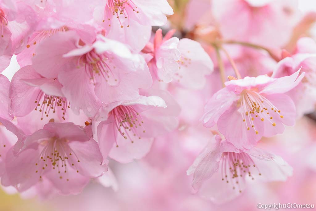 青梅市・わかぐさ公園の桜