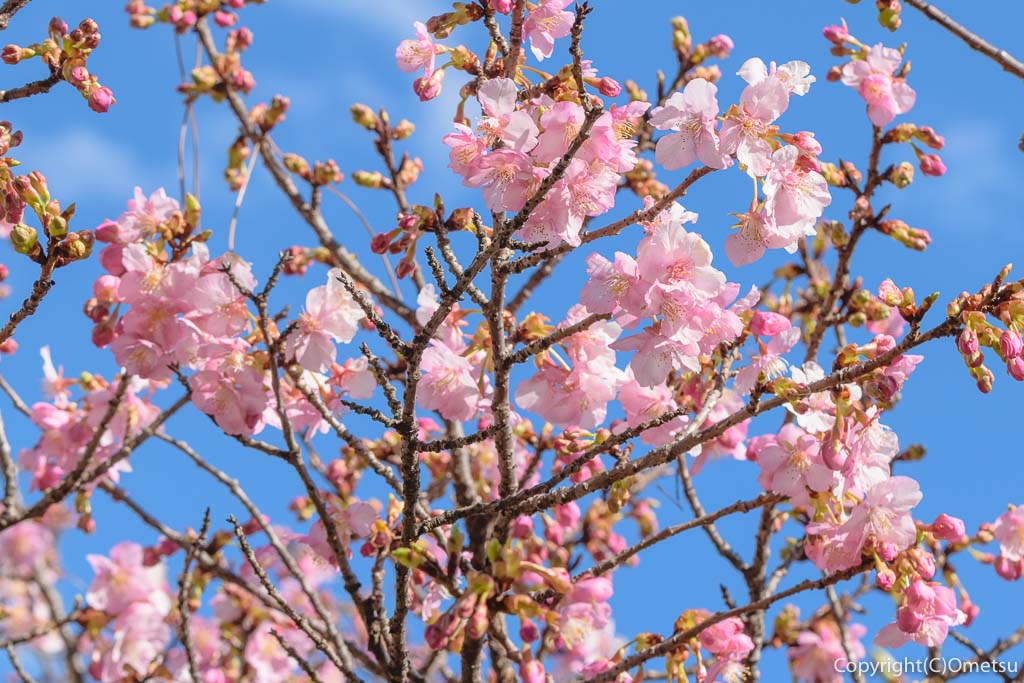 青梅市・わかぐさ公園の河津桜