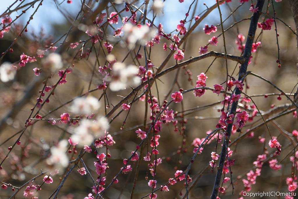 青梅市・梅郷の梅の公園の梅
